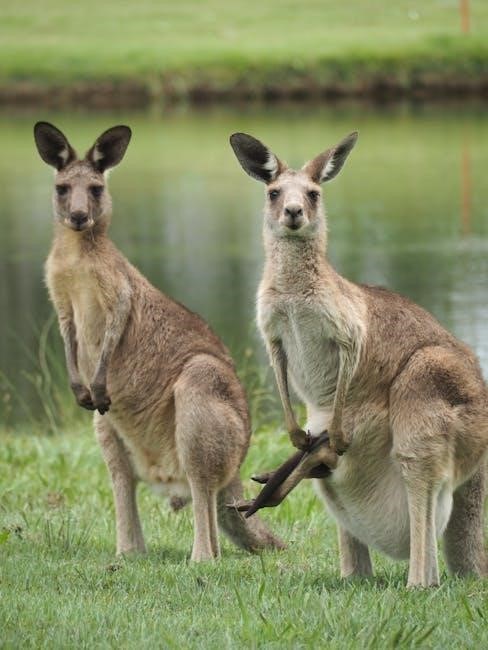 kangaroo joey pump manual pdf